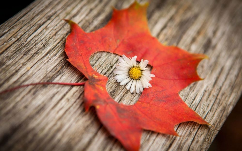 Autumn-Flower-Leaf-Heart-Love-Mood-Wallpaper-1680-Wide