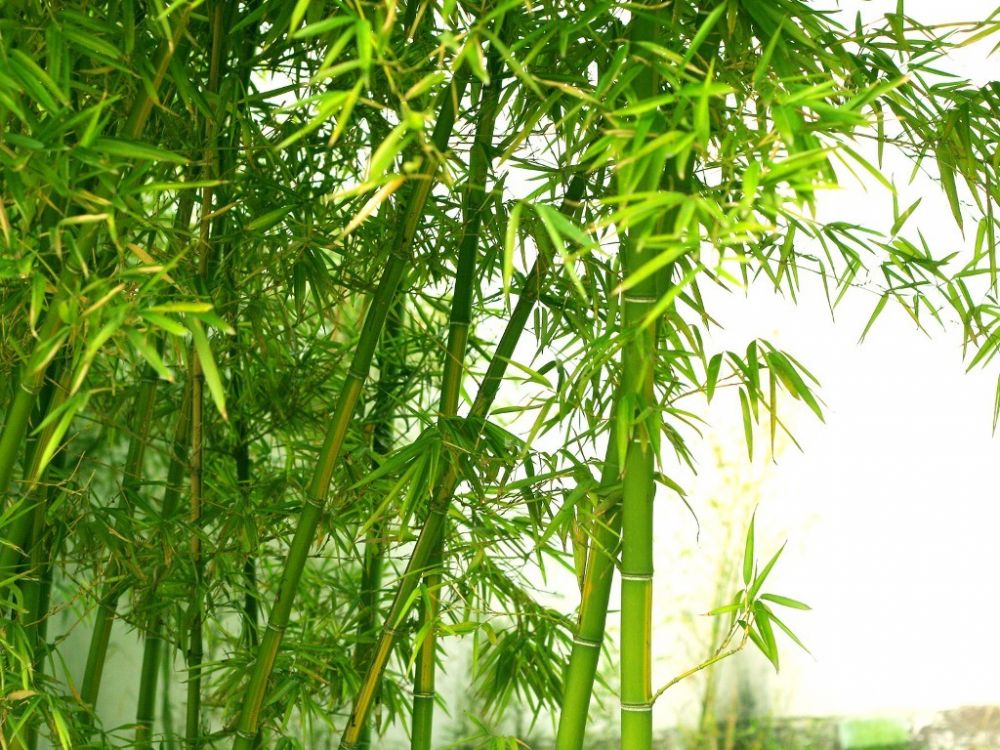 bamboo-wallpaper  yvt2