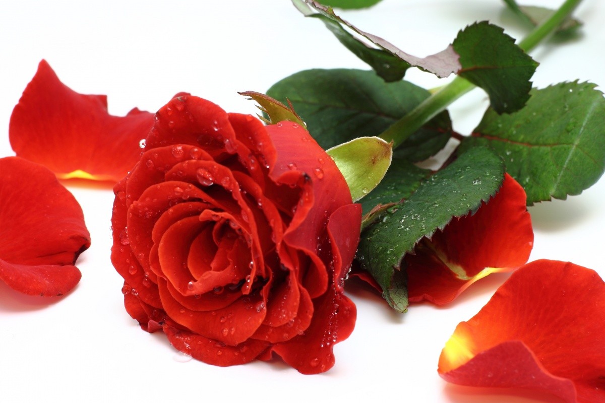 Rose-petals-1358588477 21