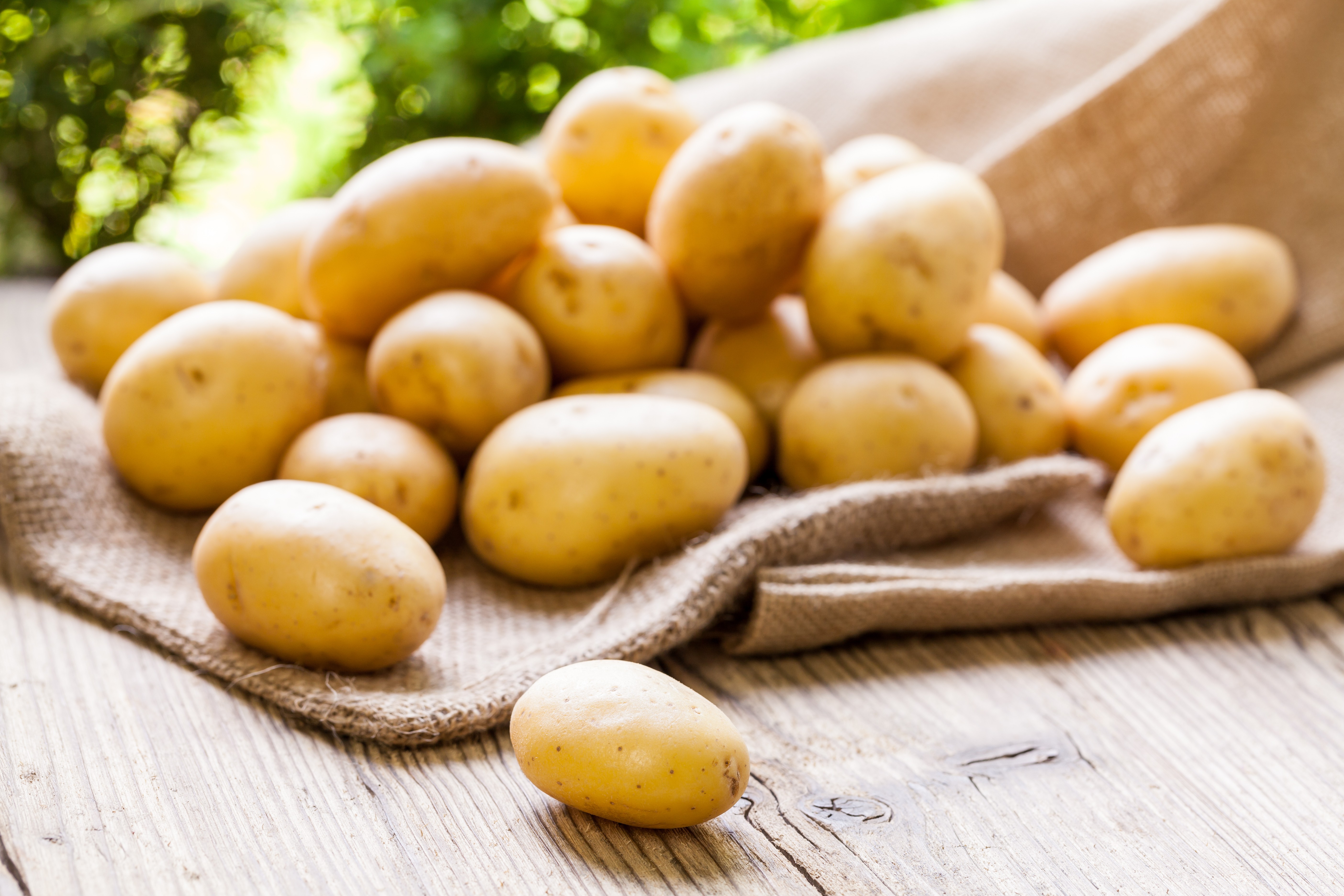 bigstock-Farm-Fresh-Potatoes-On-A-Hess-65649211