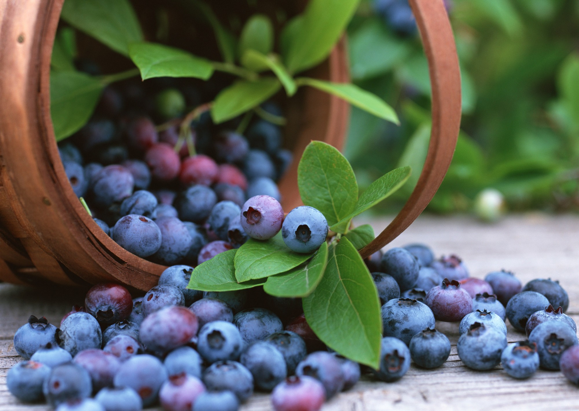 Bucket-Of-Blueberry-HD-Wallpapers