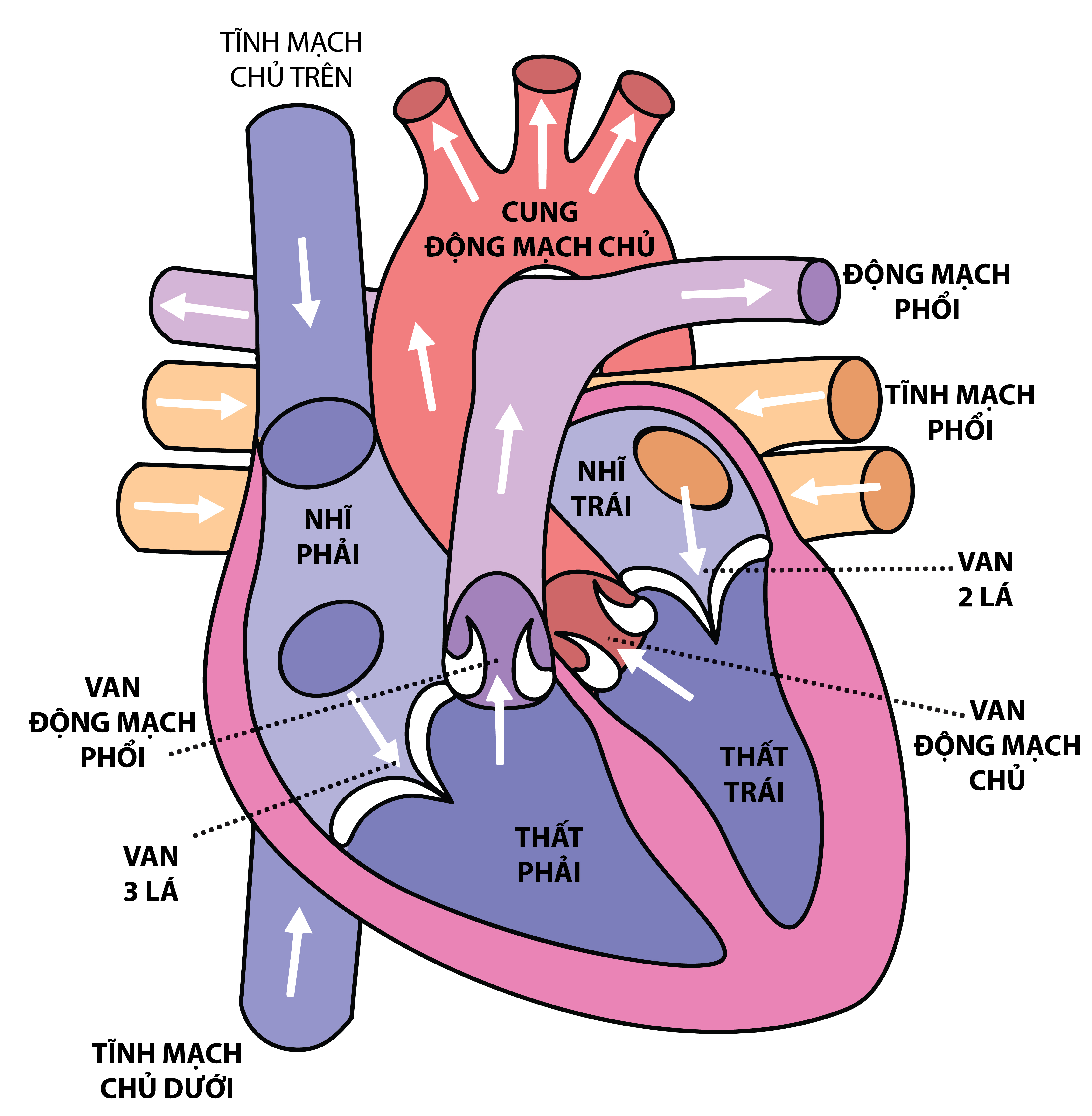 HINH CAU TRUC TIM-01