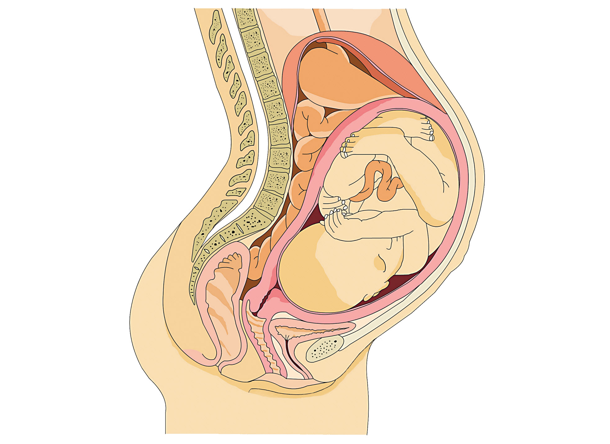 pregnancyFoetus