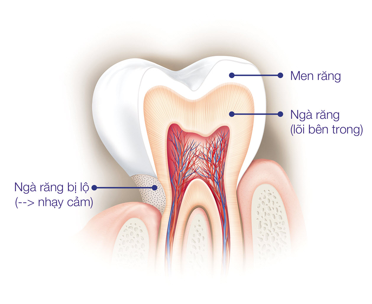 Mặt cắt dọc của một chiếc răng