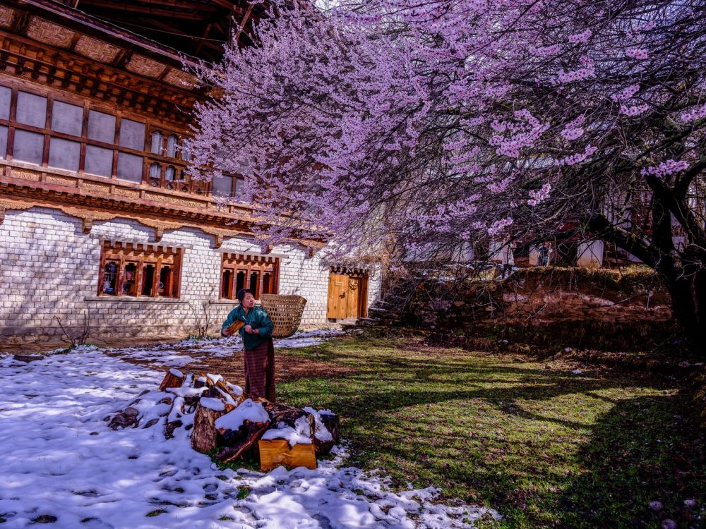 Mua hoa dao thi tran Jakar o  Bumthang