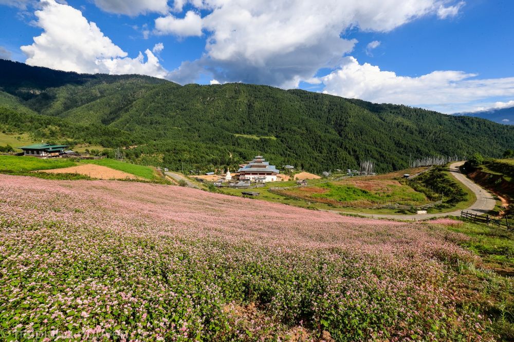 mua tam giac mach cuoi he o Bhutan 