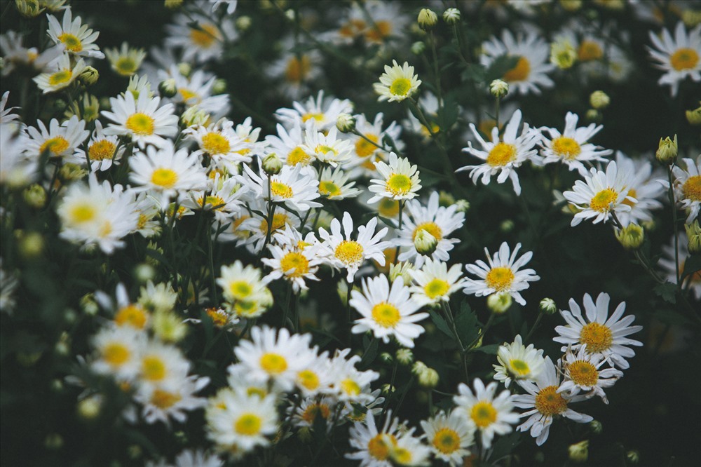 50 Hình nền Cúc Họa Mi đẹp nhất | Daisy wallpaper, Flower phone wallpaper,  Daisy
