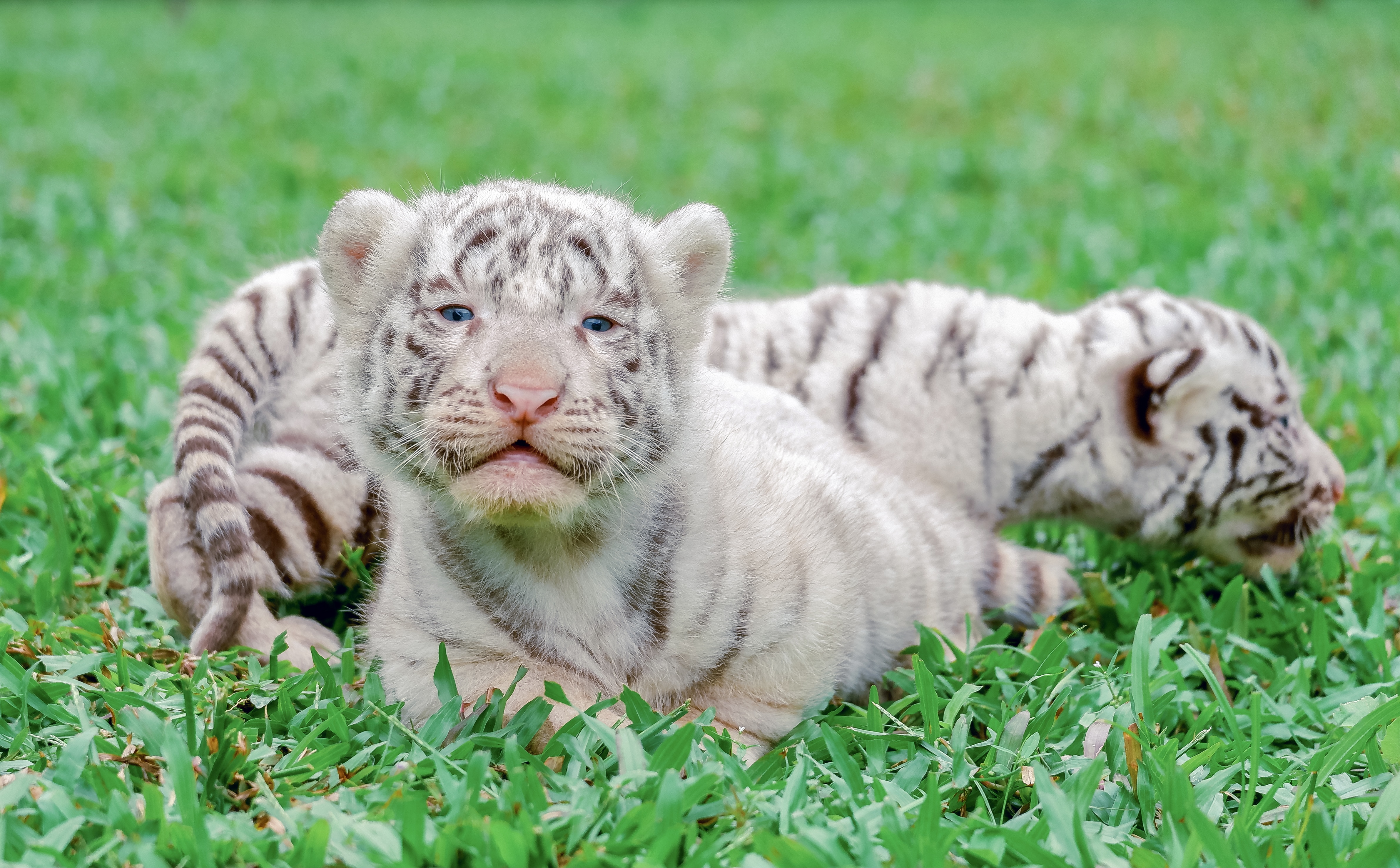 Đàn hổ Bengal lớn: Chắc hẳn bạn đã từng nghe nói về loài hổ Bengal lớn, đúng không? Với bức ảnh này, bạn sẽ có cơ hội chiêm ngưỡng những đàn hổ Bengal lớn toàn vẻ đẹp và nhan sắc. Hãy cùng trải nghiệm những khung cảnh hoang dã và thú vị.