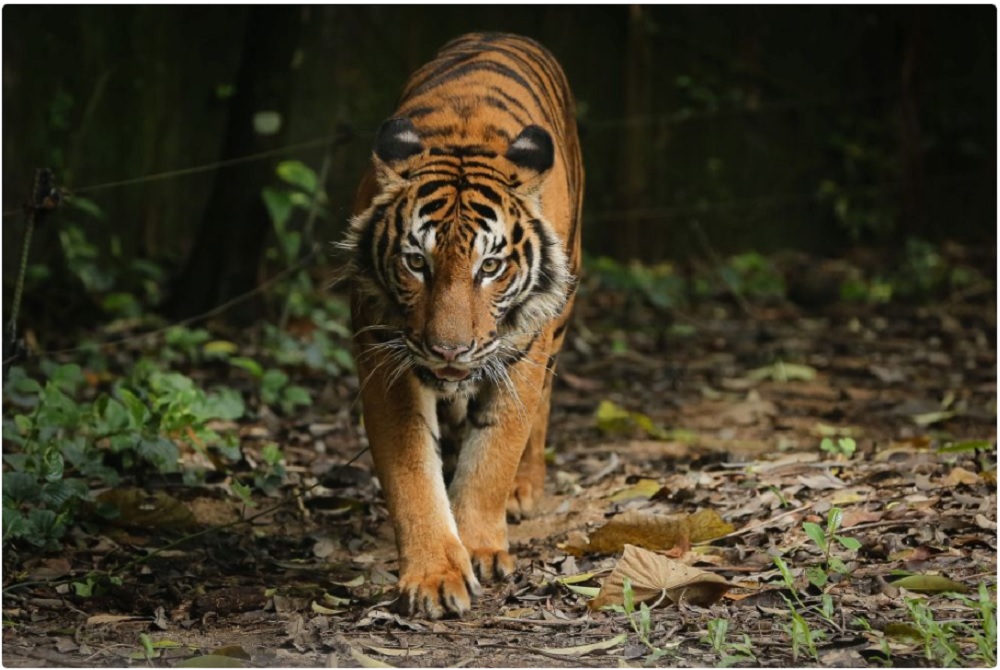 Hổ Loài vật dũng mãnh trong tiềm thức người Việt