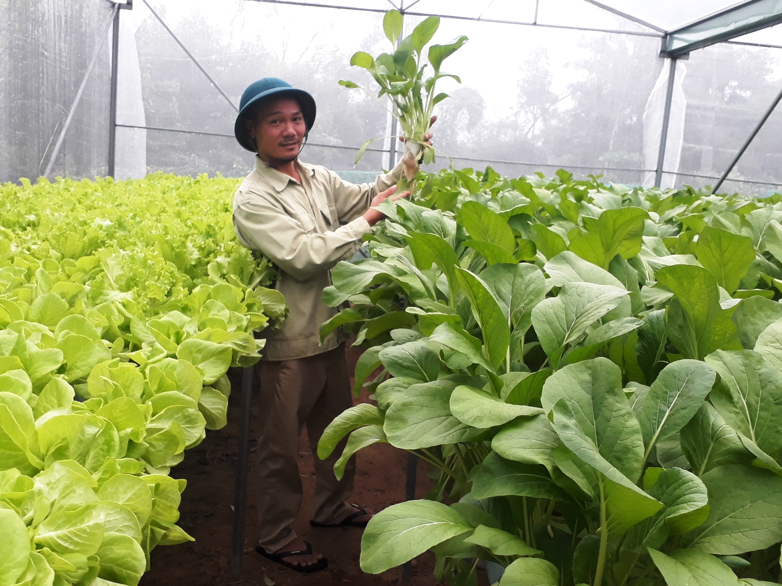 Top 5 Trang trại trồng Rau sạch lớn nhất Việt Nam 2023  GiaNongSan