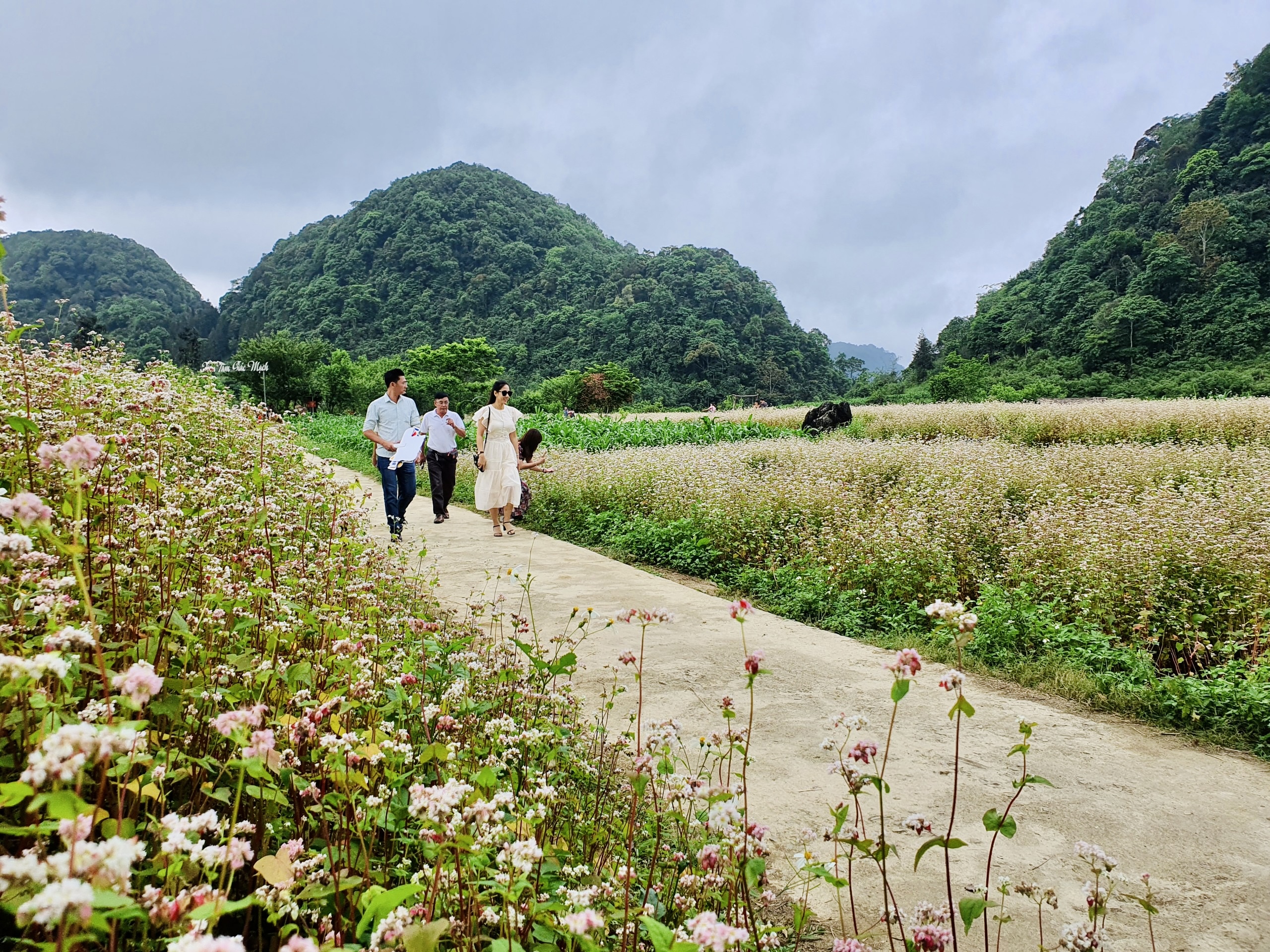 Đến Hà Giang tháng 5, check-in vườn hoa tam giác mạch trái mùa đẹp ...
