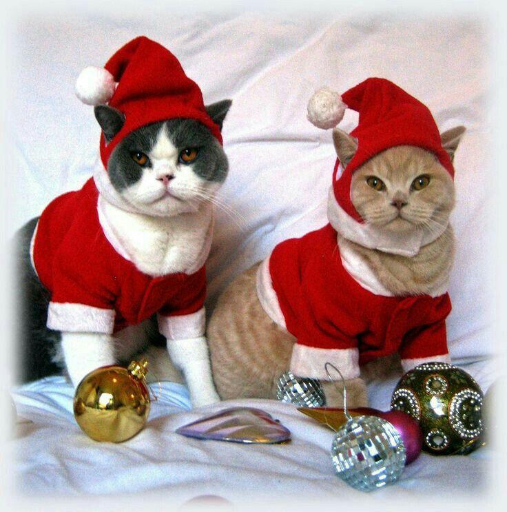 Mèo Giáng Sinh Hài Hước Đội Mũ Ông Già Noel Đối Mặt Với Máy Ảnh Bị Cô Lập Hình  ảnh Sẵn có - Tải xuống Hình ảnh Ngay bây giờ - iStock