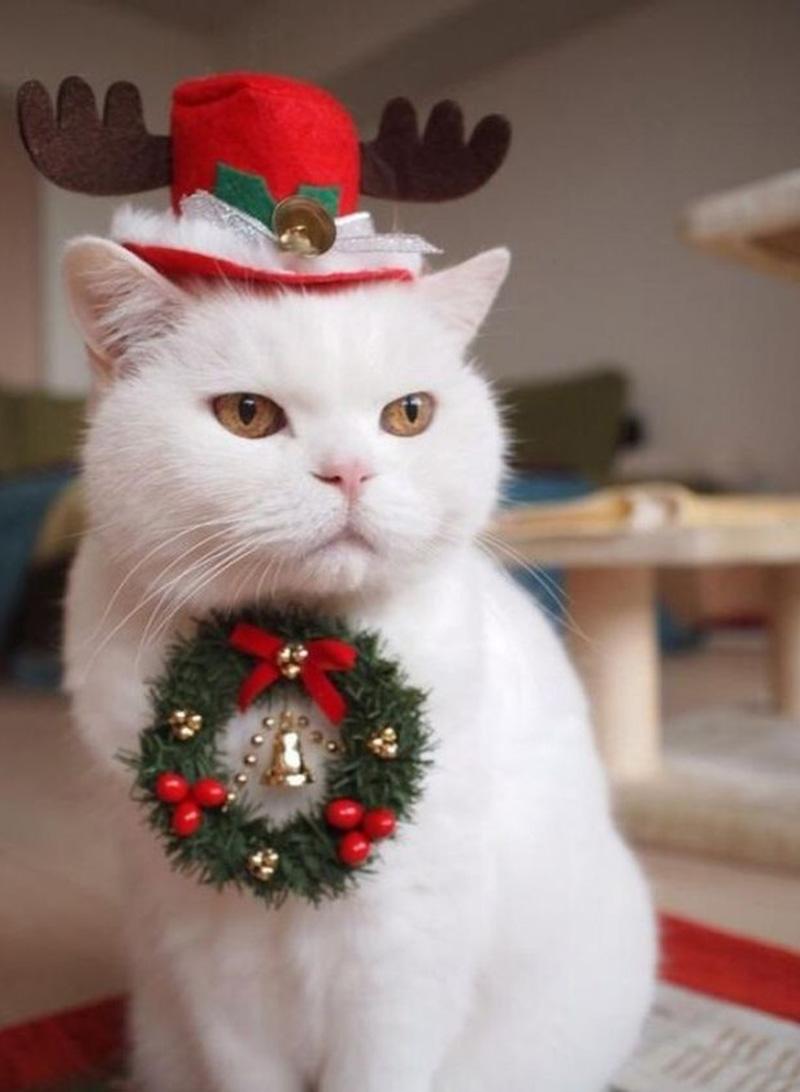 Mèo Giáng Sinh Buồn Hình ảnh Sẵn có - Tải xuống Hình ảnh Ngay bây giờ - Lễ giáng  sinh, Hờn dỗi, Mèo nhà - iStock