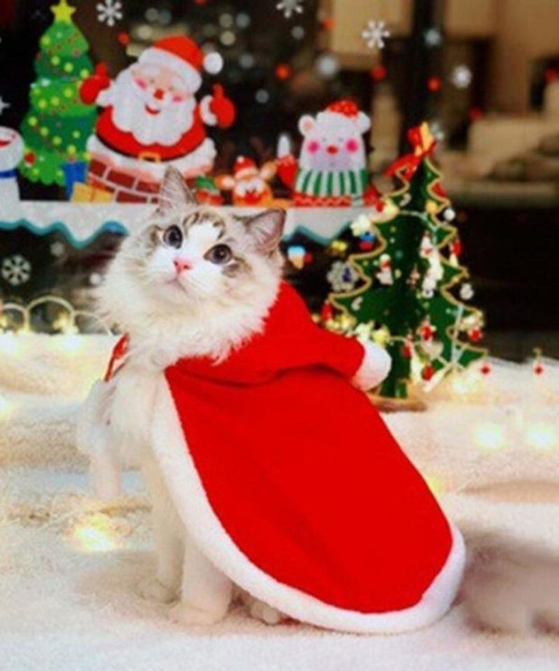 Nền Mèo Giáng Sinh Với Quà Hình Nền Cho Tải Về Miễn Phí - Pngtree