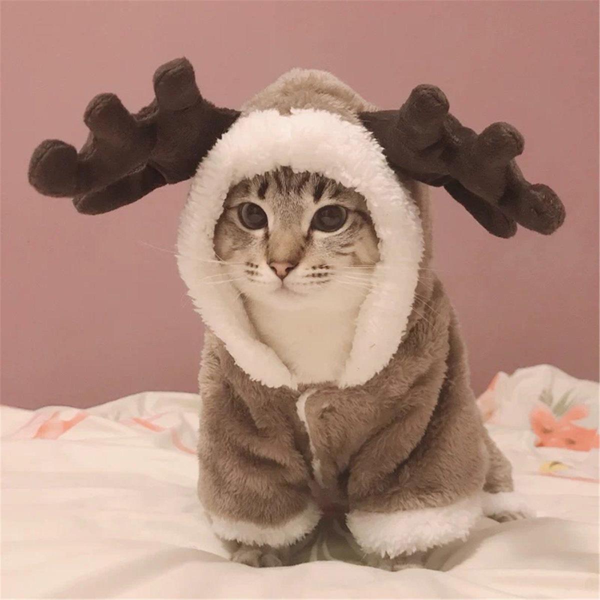 Hình Minh Họa Một Nhóm Mèo Trong đội Hình Cây Thông Giáng Sinh | Công cụ đồ  họa PNG Tải xuống miễn phí - Pikbest