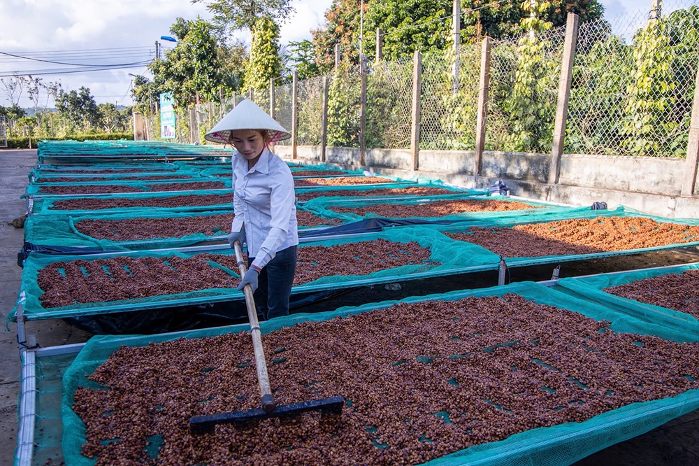 Cà phê Việt phá kỷ lục thế giới- Ảnh 2.