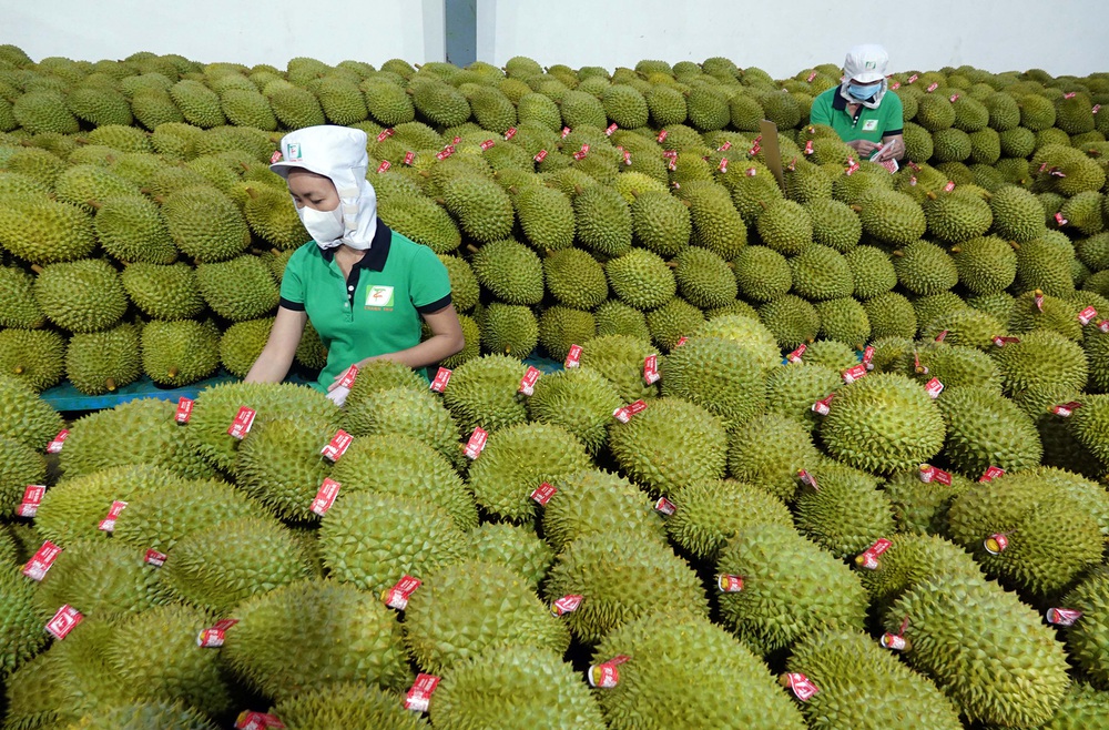 Kinh tế Việt Nam: Hào quang trở lại- Ảnh 9.