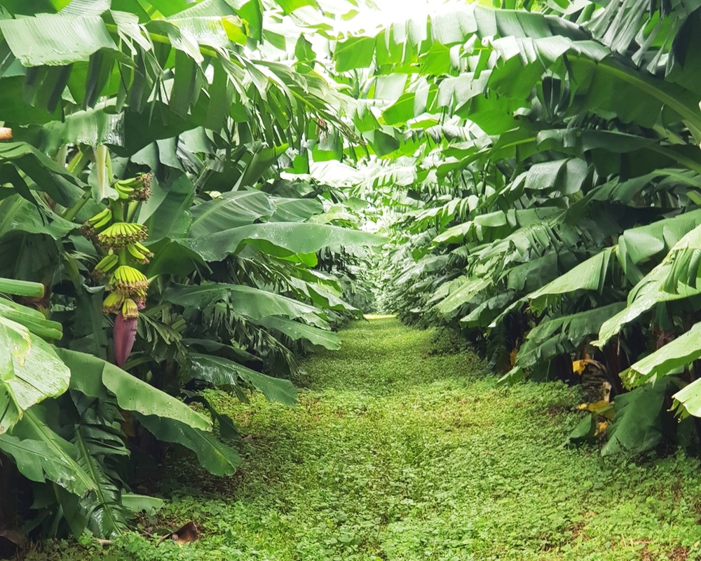 Bầu Đức v&agrave; HAGL: H&agrave;nh tr&igrave;nh t&aacute;i cấu tr&uacute;c th&agrave;nh c&ocirc;ng trong kinh tế Việt Nam - Ảnh 9.