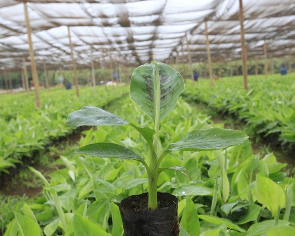 Bầu Đức v&agrave; HAGL: H&agrave;nh tr&igrave;nh t&aacute;i cấu tr&uacute;c th&agrave;nh c&ocirc;ng trong kinh tế Việt Nam - Ảnh 10.