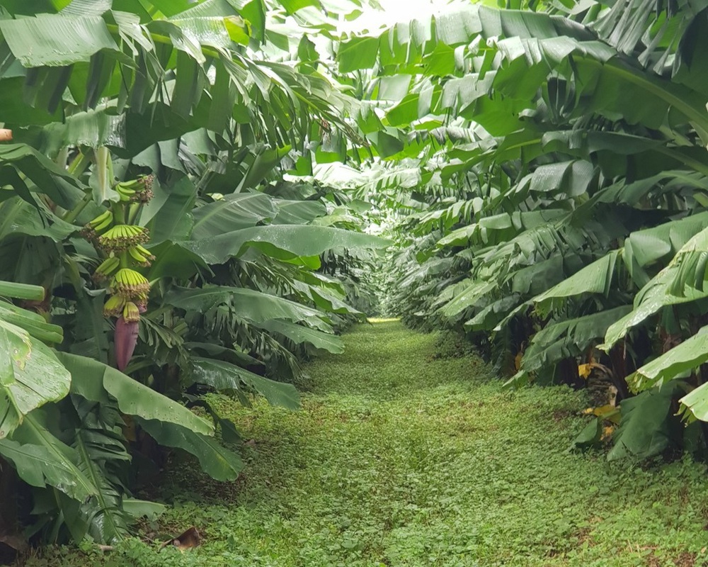 Ng&agrave;y đặc biệt của bầu Đức: H&agrave;nh tr&igrave;nh phục hồi Tập đo&agrave;n Ho&agrave;ng Anh Gia Lai 2026 - Ảnh 11.