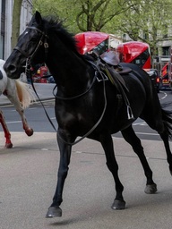 Ngựa Kỵ binh Hoàng gia Anh chạy rông khiến đường phố London hỗn loạn