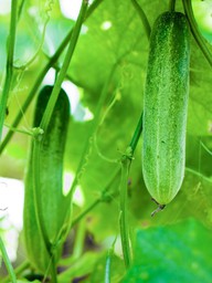Những người nên cẩn trọng với việc ăn dưa leo thường xuyên