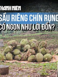 Sầu riêng chín rụng có ngon như lời đồn?