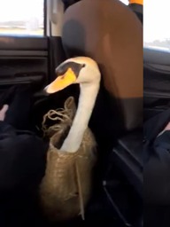 Thực hư chuyện 'cứu 1 được 2' sau vụ thiên nga bị trộm ở Thảo Cầm Viên Sài Gòn