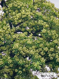 Mùi hoa sữa nồng nặc: Người tìm để ngửi, người nín thở tránh xa