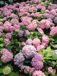 Vườn cẩm tú cầu 'view triệu đô' bất ngờ gây sốt giữa trung tâm TP.HCM