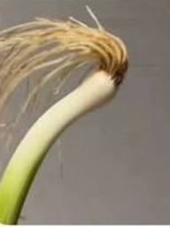 Cọng hành ‘giống’ Haaland gây sốt mạng, chính chủ cũng phải vào cuộc: ‘Lời bình’ cười vỡ bụng


