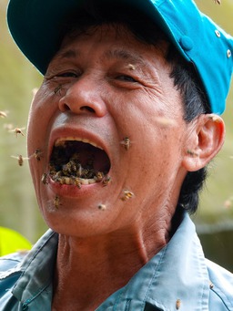 Người đàn ông miền Tây với biệt tài 'dụ' ong, ngậm cả trăm con ong trong miệng