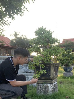 Kiếm tiền triệu nhờ 'hô biến' cây duối thành bonsai