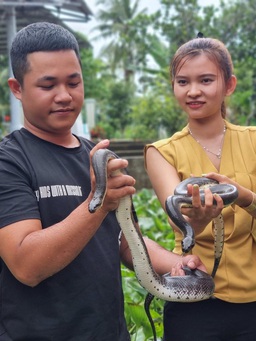 Cô gái bán vàng cưới đầu tư nuôi rắn ri cá, thu nhập gần 800 triệu đồng/năm