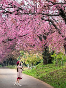 Sắc hồng rực rỡ trong mùa hoa sakura ở Hàn Quốc