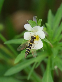 Hàng triệu năm phụ thuộc giữa côn trùng và hoa sắp kết thúc?