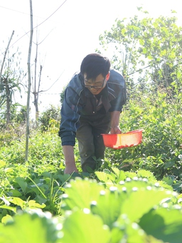 Lão nông miệt mài trồng dâu tây hữu cơ vì sợ ‘bỏ tiền mua sức khỏe’