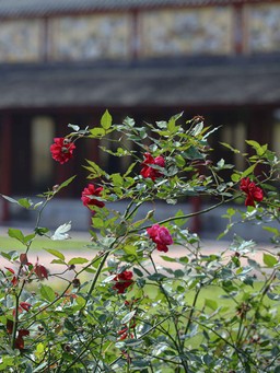 'Lạc' vào vườn hồng cổ từng bị lãng quên trong hoàng thành Huế