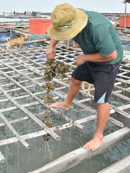 Ngành chức năng Kiên Giang nói gì về hải sản nuôi ở Hòn Tre bị chết?