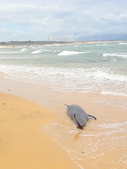 Bình Định: Một xác cá voi trôi vào bờ biển Quy Nhơn