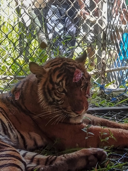 Hổ Sumatra bị bắt tại Indonesia sau các vụ tấn công