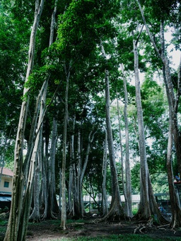 Sáng kiến bảo vệ rừng mới được công bố ở Vườn quốc gia Cát Tiên