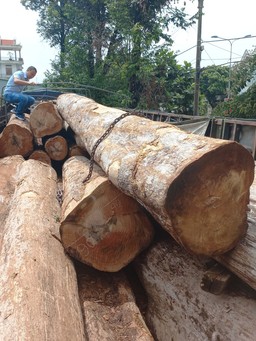 Gia Lai: Khởi tố vụ khai thác, vận chuyển hơn 46 m3 gỗ Kơ nia