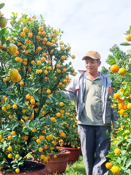Vườn quất cả trăm triệu đầy ắp trái sum sê vàng óng, đón Tết Nguyên đán 2024