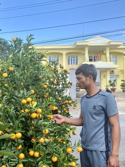 Tết Giáp Thìn 2024: Quất cảnh có mặt trên đảo Lý Sơn, trái sum suê nhờ thời tiết đẹp