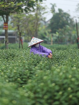 Làng hoa cúc Huế: Hoa đẹp, nở đúng tết nhưng chỉ bán... lai rai