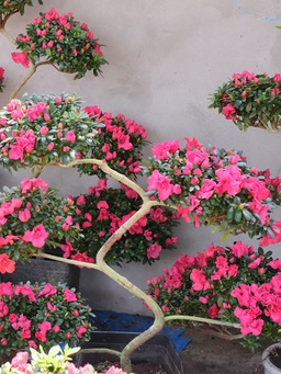 Nhiều bonsai độc lạ giá chục triệu đồng/cây, hoa kiểng đến mùng 10 tết mới rụng