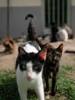 47 con mèo nghi bị đầu độc, cảnh sát Tây Ban Nha vào cuộc