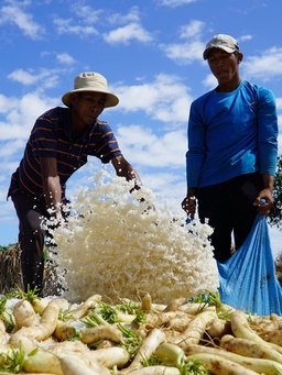 Nông dân xứ biển Vĩnh Châu tất bật thu hoạch củ cải trắng bán tết
