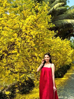 Vườn mai 'khủng' 200 cây bung nở vàng rực, cho khách chụp hình miễn phí